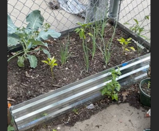 An urban garden. There is a raised bed with broccoli, onions, and peppers. The ground is concrete and a metal fence separates the garden from the sidewalk.