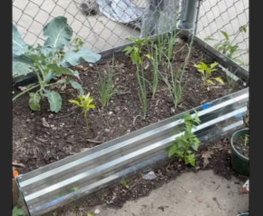 An urban garden. There is a raised bed with broccoli, onions, and peppers. The ground is concrete and a metal fence separates the garden from the sidewalk. 