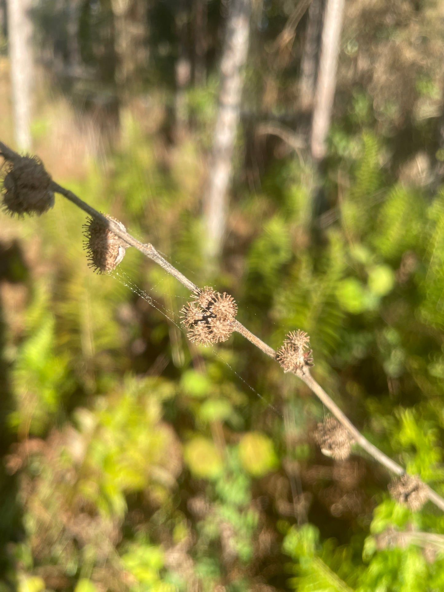 Ceasarweed Cooking Seeds