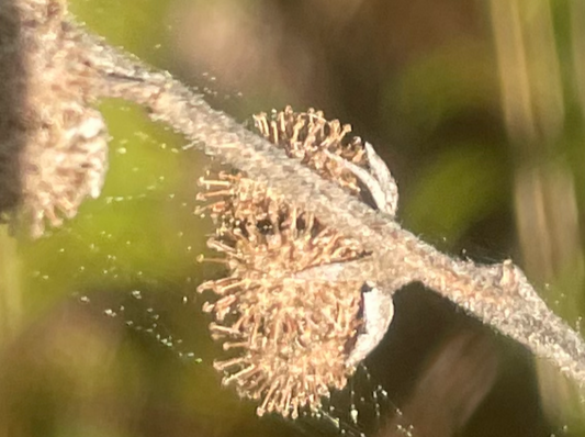 Ceasarweed Cooking Seeds