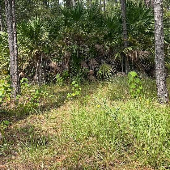 After harvesting what we can use, we remove the wild and invasive ceasarweed from our farm Gaia's Garden!