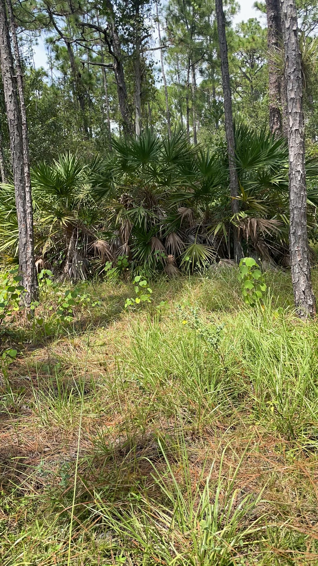 After harvesting what we can use, we remove the wild and invasive ceasarweed from our farm Gaia's Garden!